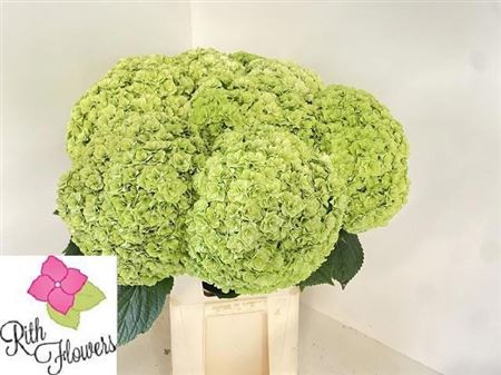 Hydrangea Roy Highne Classic 80cm 25Ø
