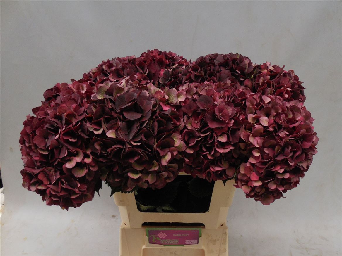 Hydrangea Dark Ruby Classic 60cm 18Ø