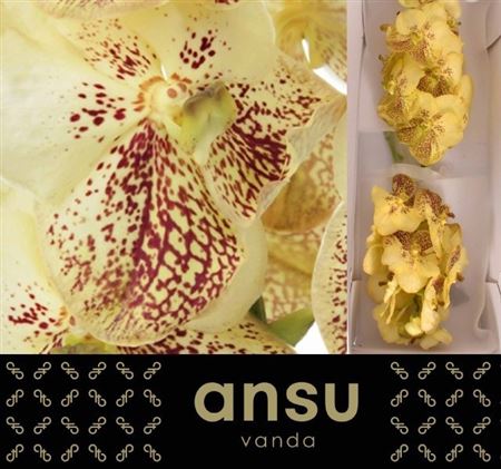 Vanda Su Yel Henna 20cm