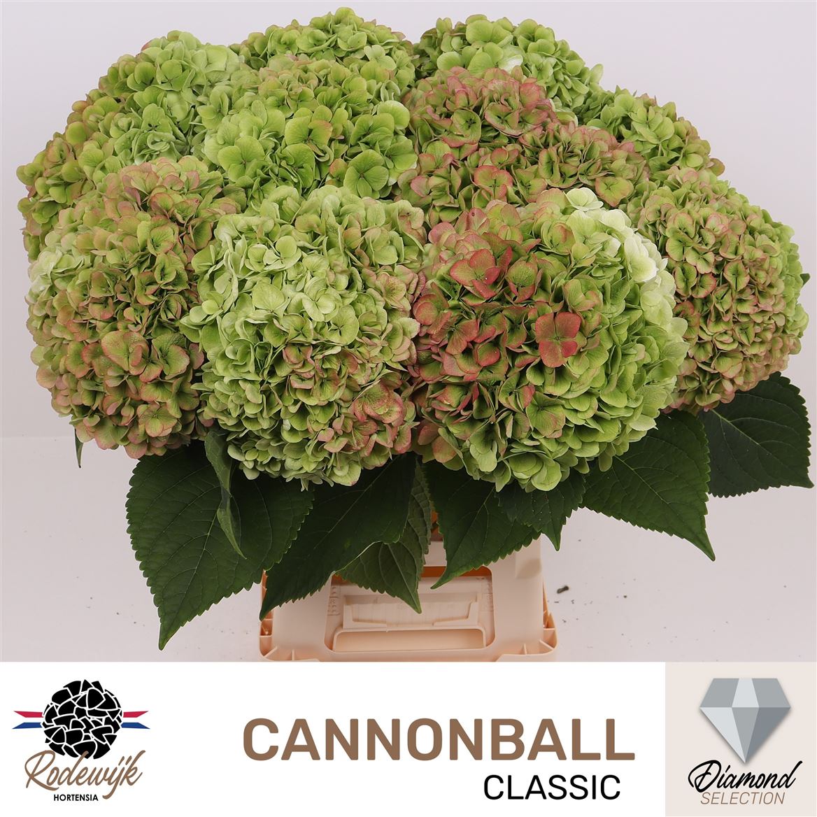 Hydrangea Cannonball Classic 60cm 22Ø