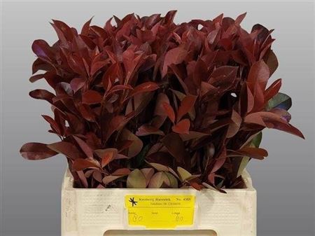 Photinia F Red Robin 70cm