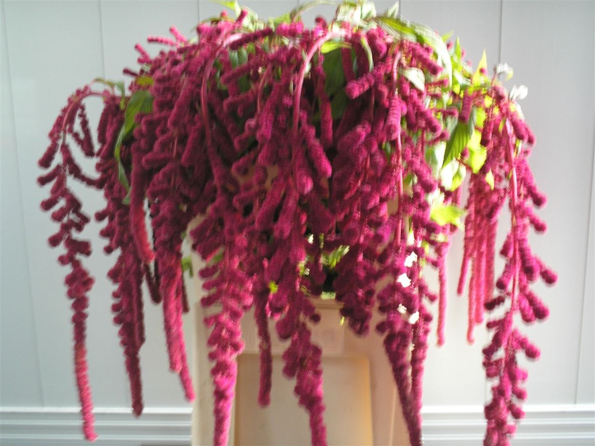 Amaranthus Hang Rosary 90cm