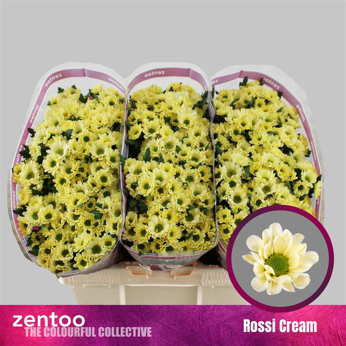 Chrys Santini Rossi Cream 55cm 100Ø