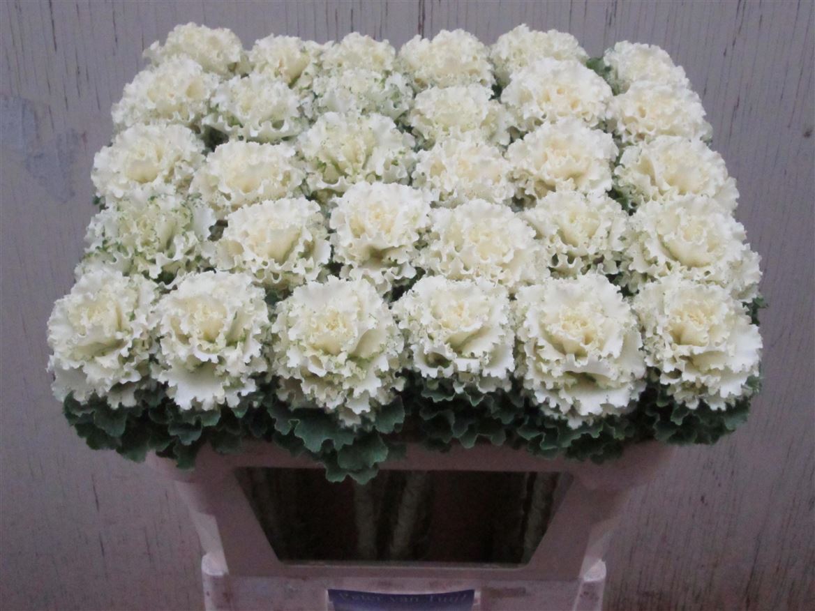 Brassica Crane Ruffle White 70cm
