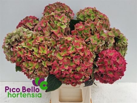 Hydrangea Rodeo Classic Pink 60cm 20Ø