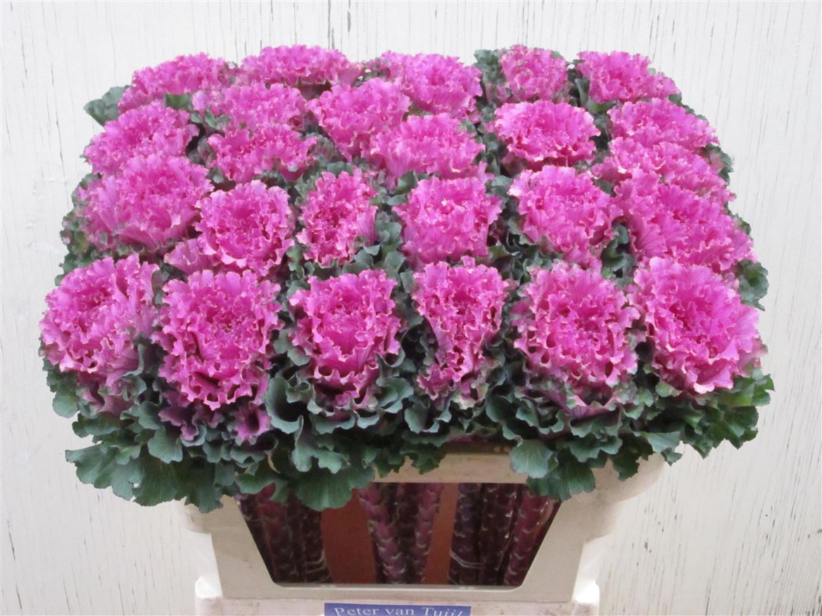 Brassica First Lady 70cm