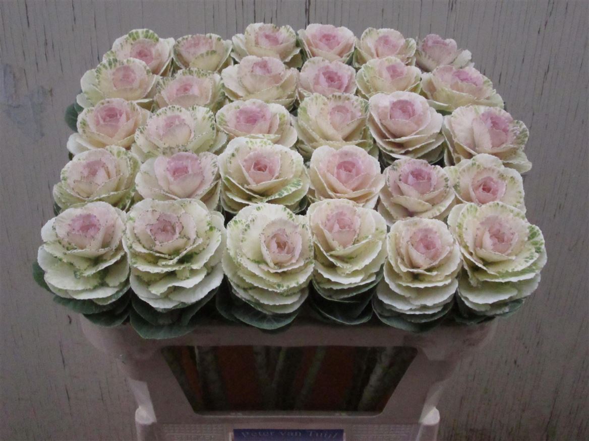 Brassica Empire Arina 70cm