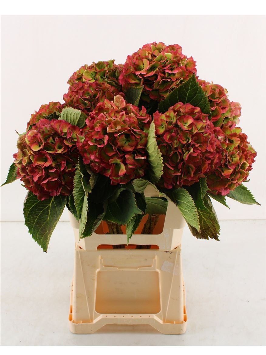 Hydrangea Elbtal Classic Pink 60cm 15Ø