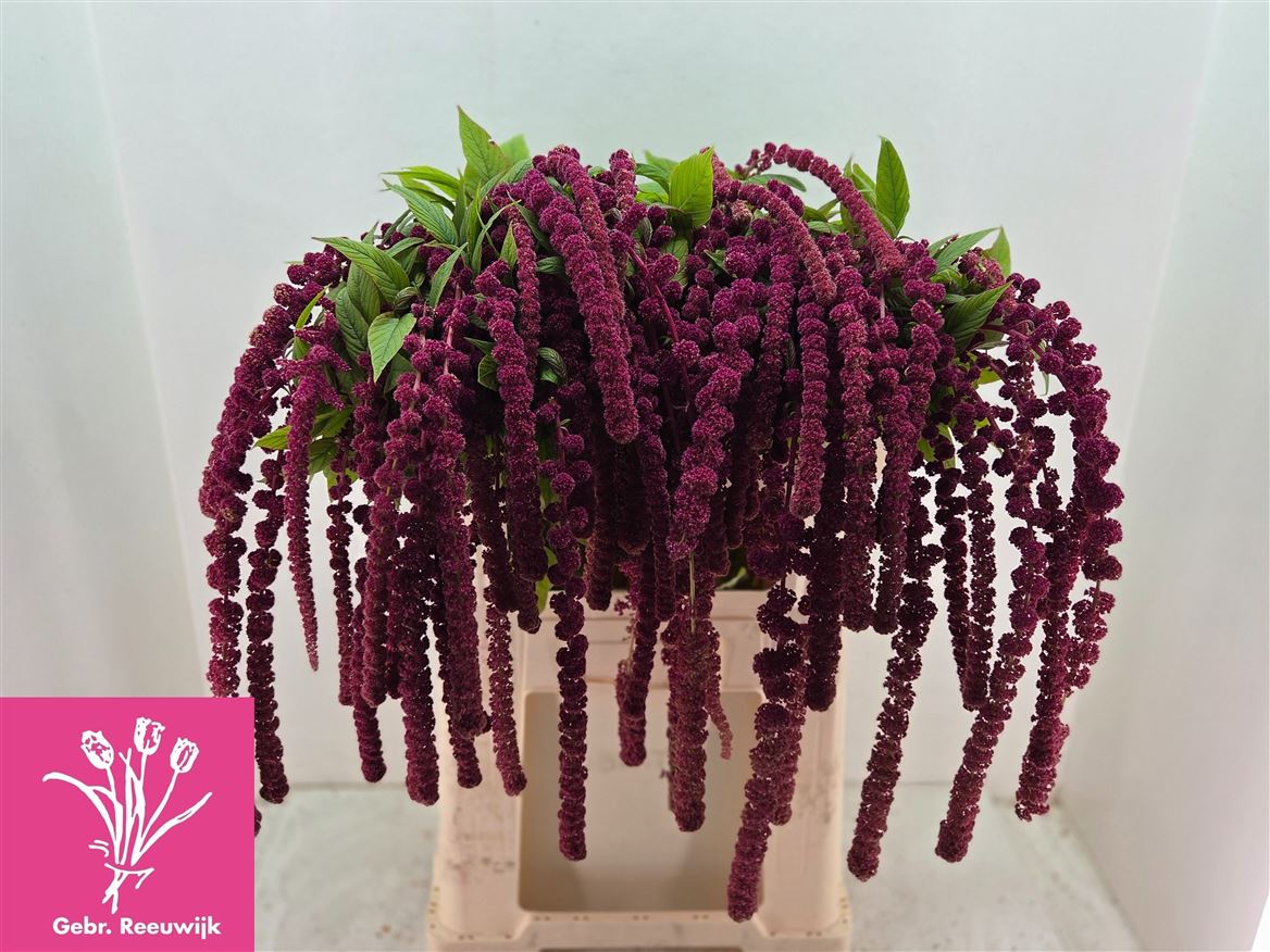 Amaranthus Hang Rosary 80cm