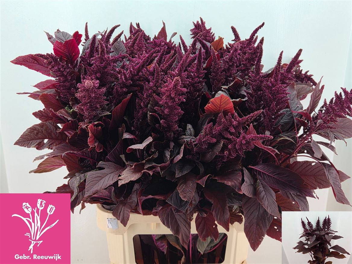 Amaranthus Upright Gruen Velvet 100cm