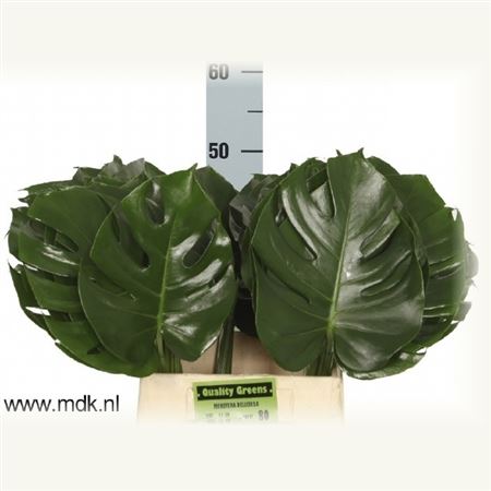 Monstera 50cm