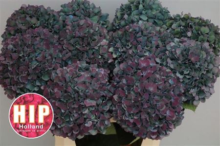 Hydrangea Pimpernel Classic 80cm 22Ø