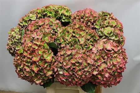 Hydrangea Rodeo Classic Pink 60cm 20Ø