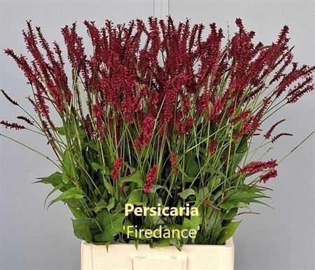 Persicaria Firedance 80cm