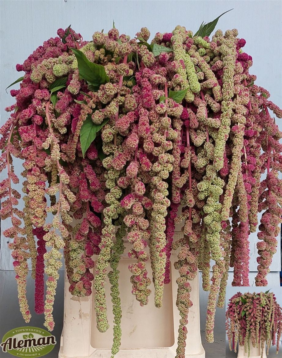 Amaranthus Hanging Caudatus Mira 80cm