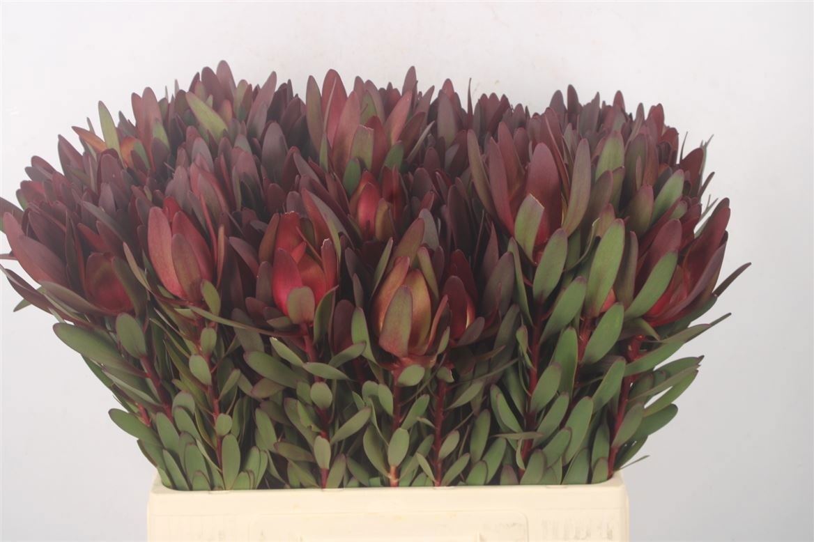 Leucadendron Safari Sunset 60cm