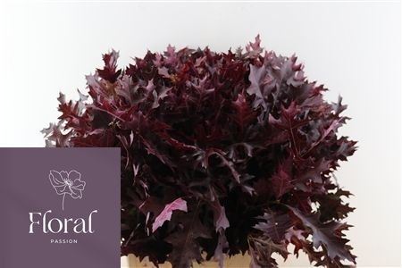 Oak Leaves Preparated/ptd (QUERCUS) 80cm