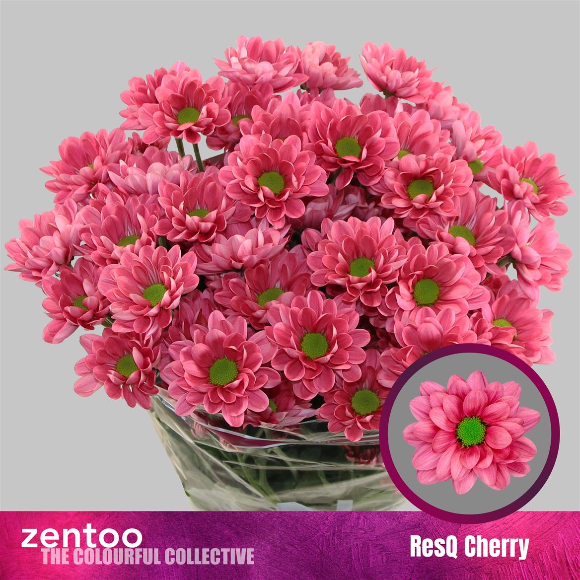 Chrysanth Spray Resq Cherry 70cm 95gr.