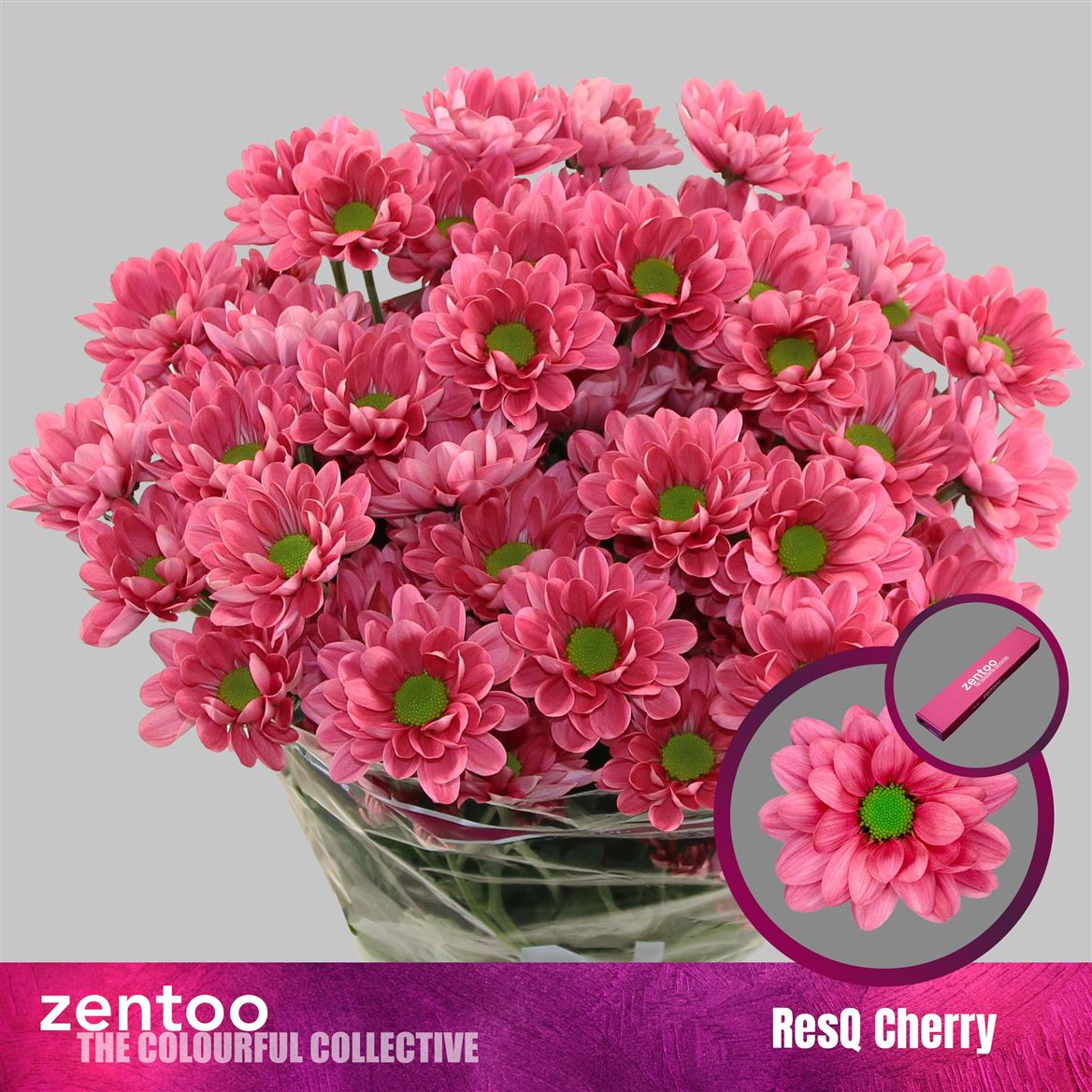 Chrysanth Spray Resq Cherry 70cm 95gr.