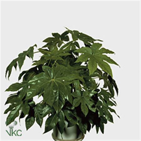Fatsia Japonica Overig