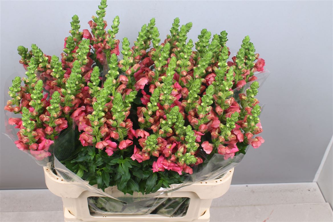 Antirrhinum Avignon Cool Pink 80cm