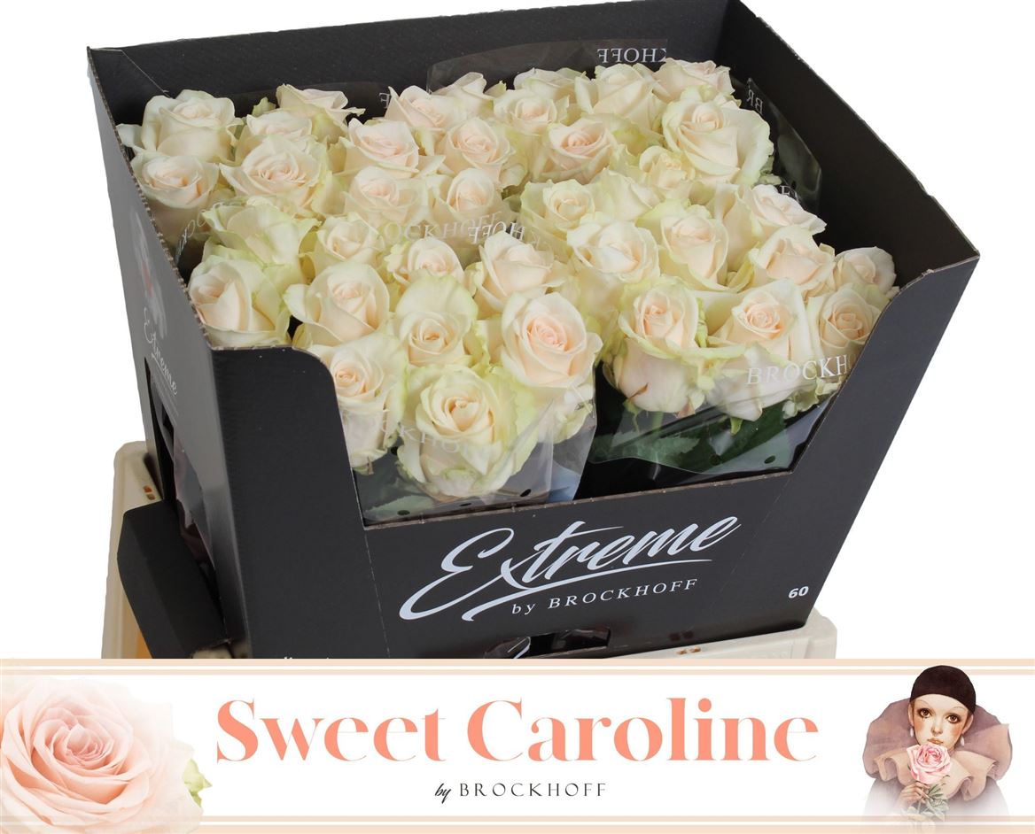 Rosa Sweet Caroline 60cm