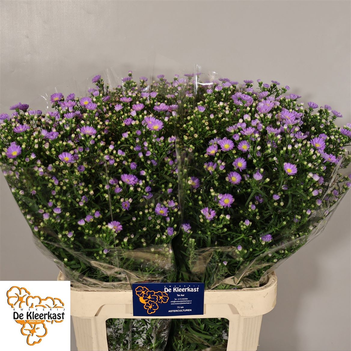Aster Cassandra 80cm 40gram