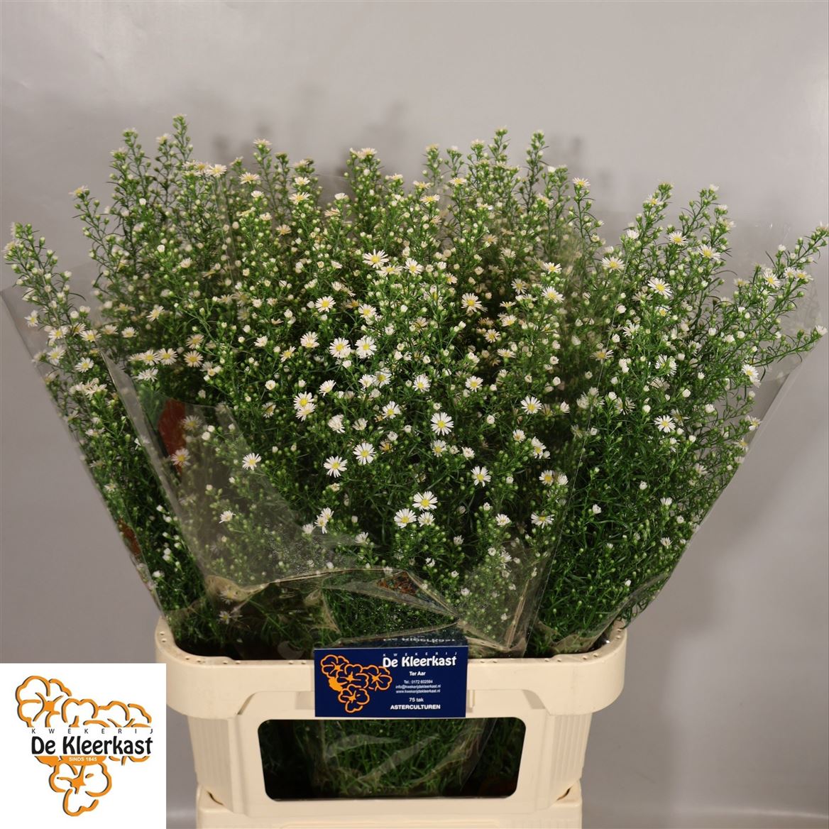 Aster Monte Casino 80cm 30gram