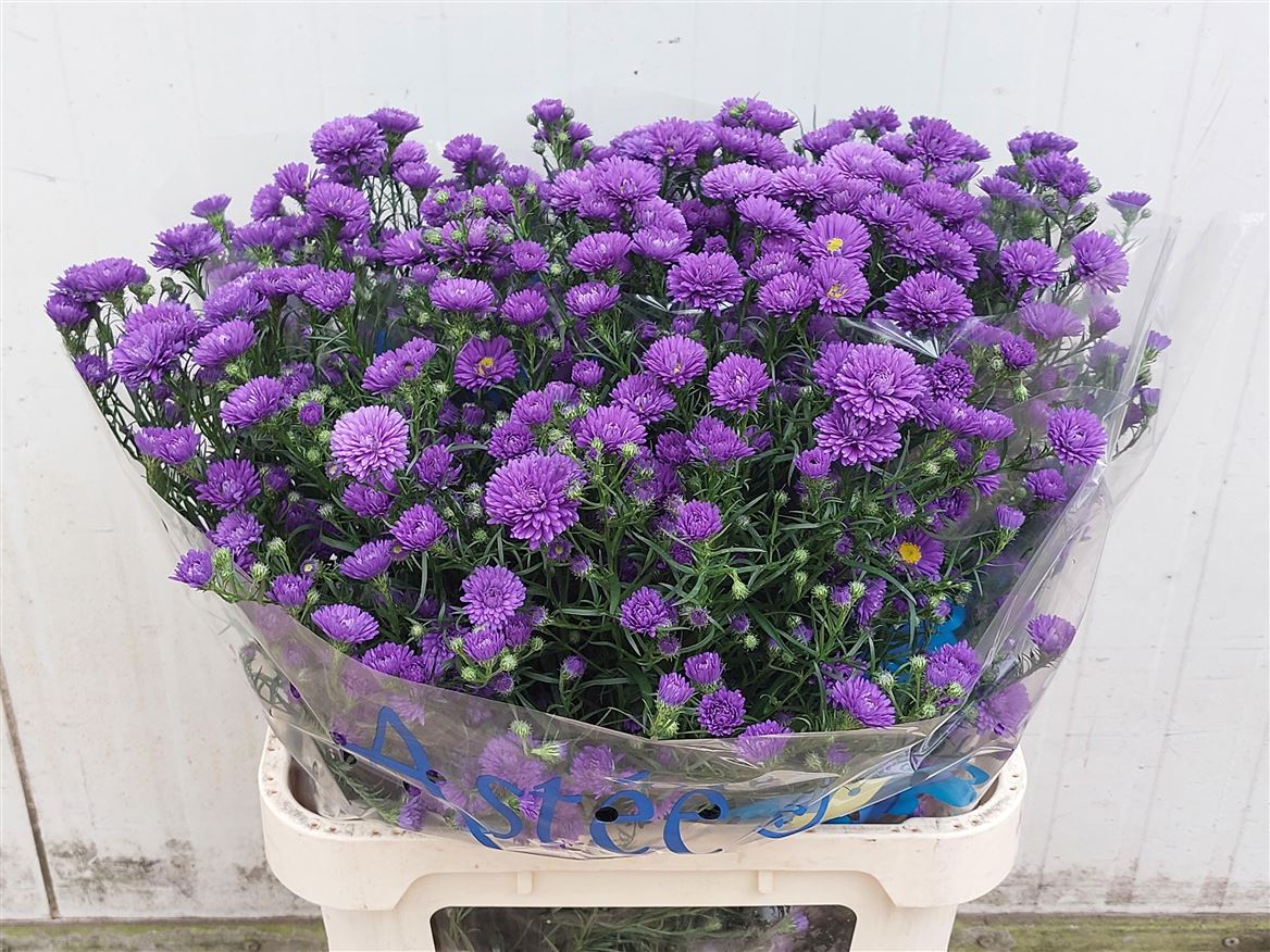 Aster Astee Dark Milka 80cm 30gram