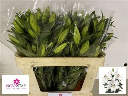 Lilium Or Signum 70cm 4/5bl