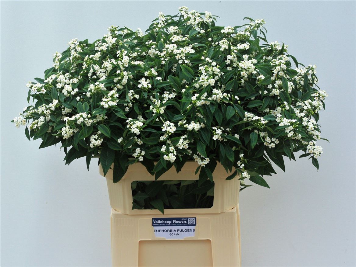 Euphorbia Spray Quicksilver 80cm