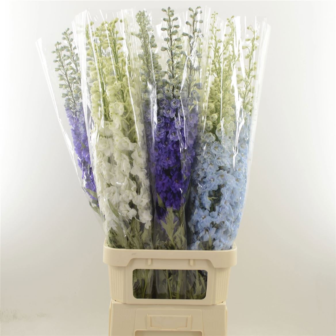 Delphinium El Mixed 120cm