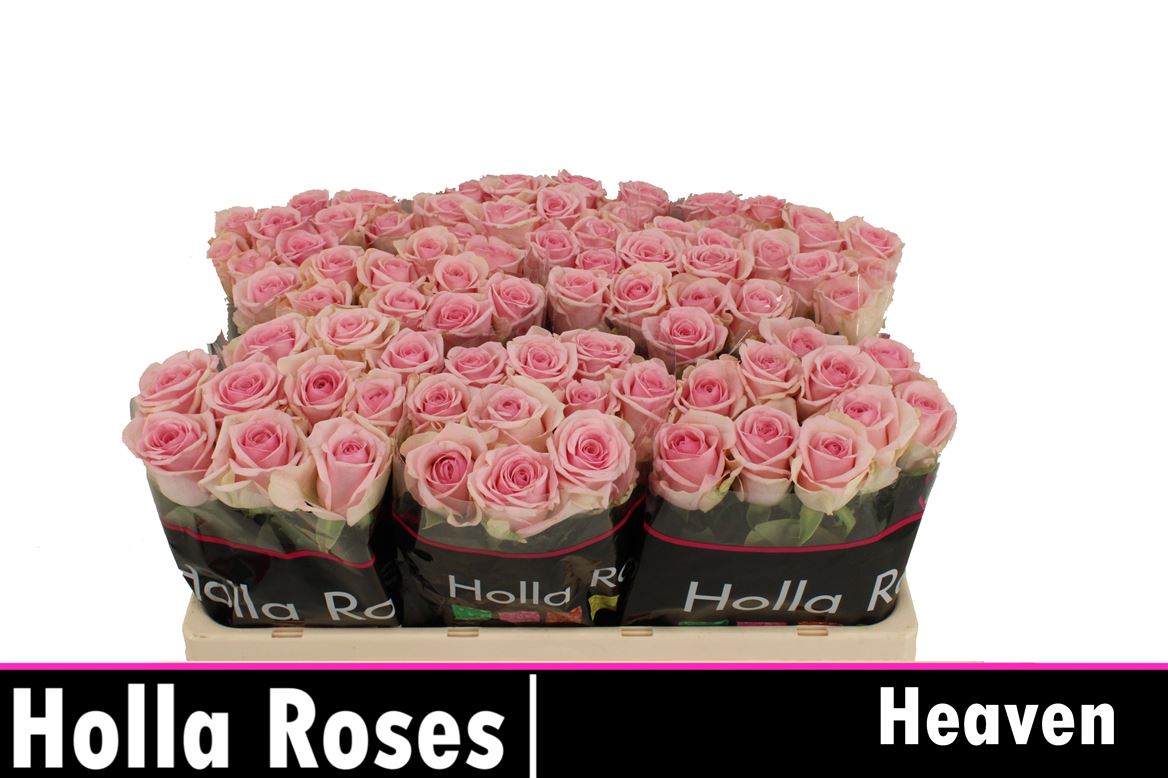 Rosa Heaven 50cm