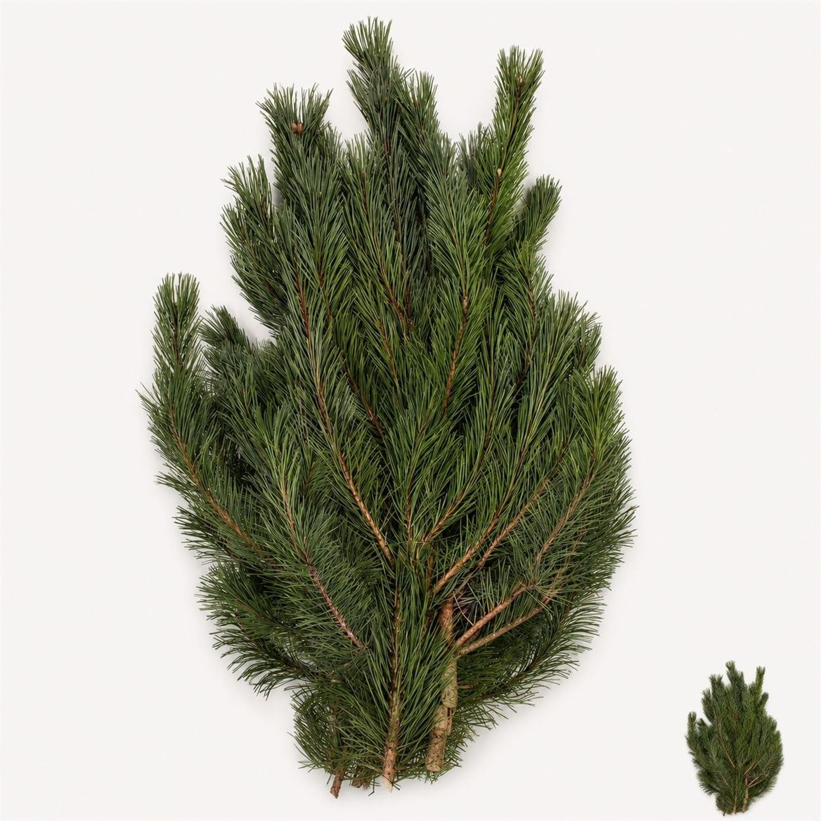 Pinus Mugo Mugo Kg 60cm 988gram