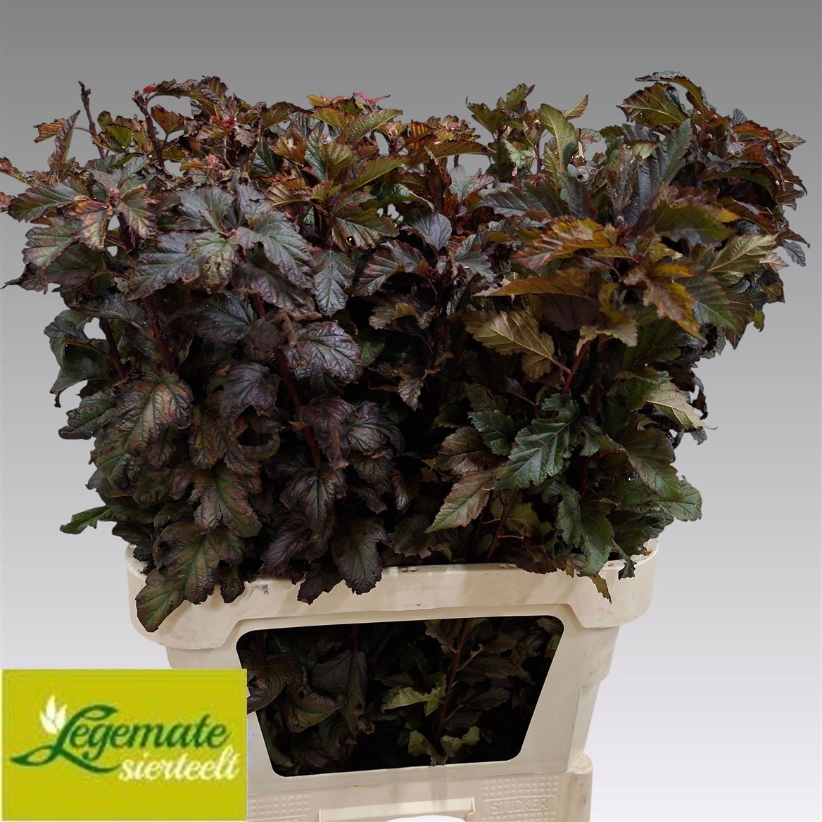 Physocar Op M Sprifi 90cm