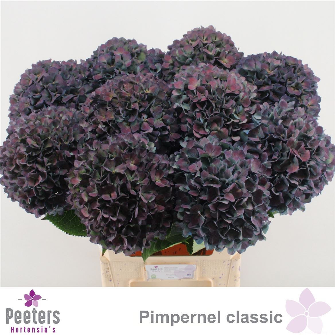 Hydrangea Pimpernel Classic 80cm 23Ø