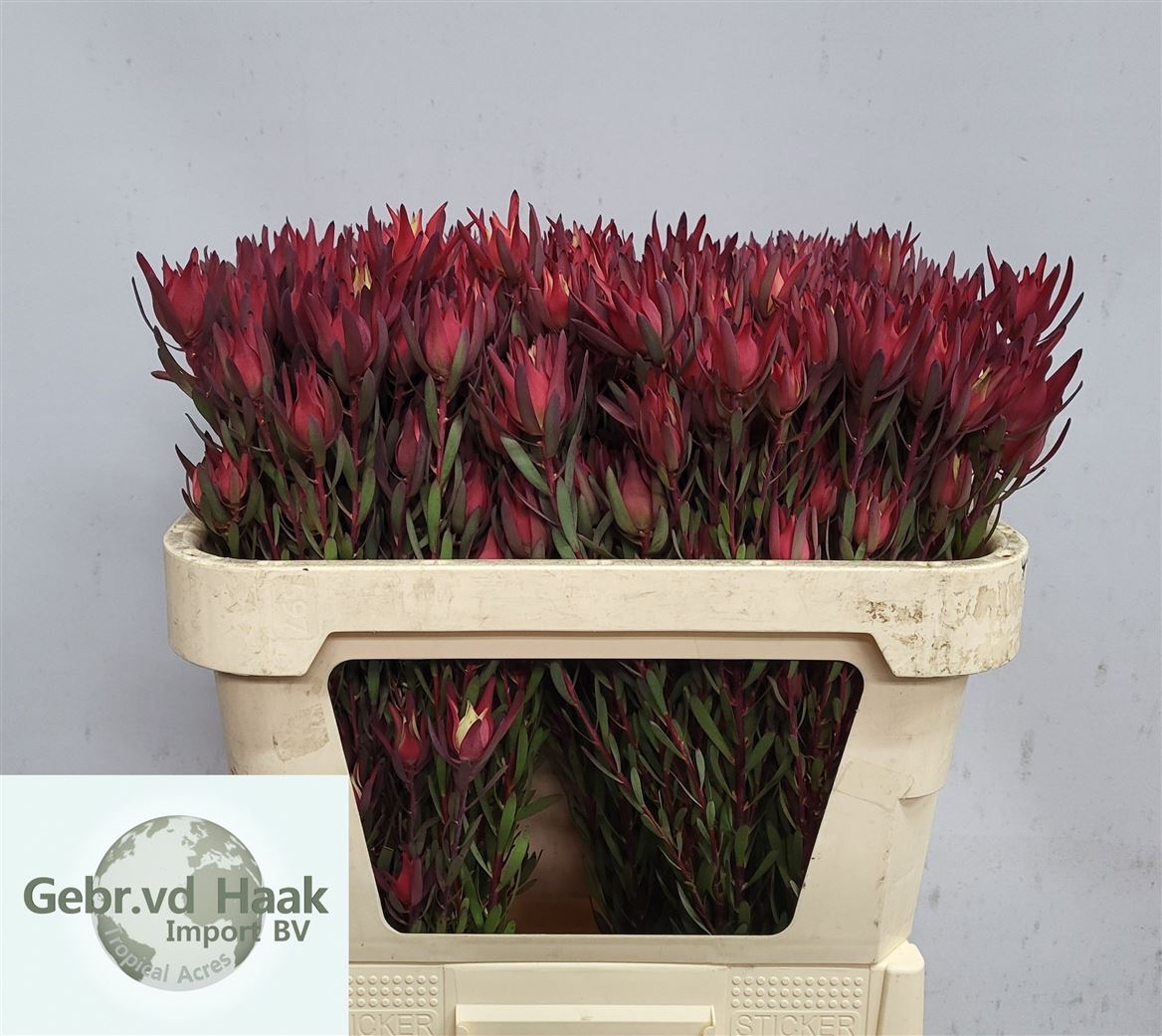 Leucadendron Sal Blush 70cm
