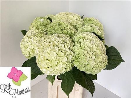 Hydrangea Roy Highne Classic 80cm 25Ø
