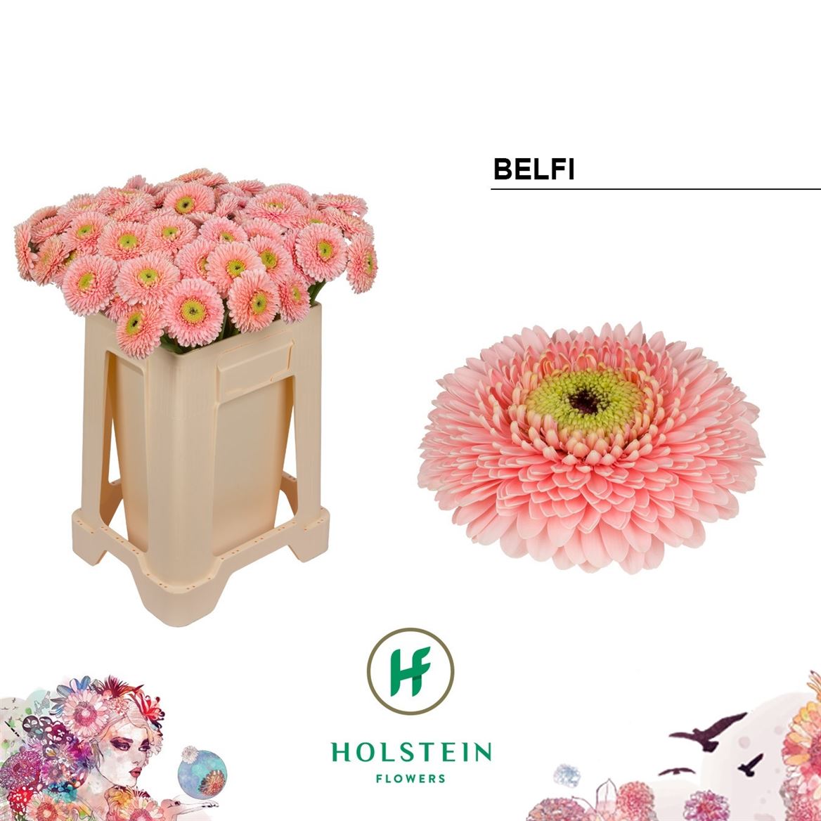 Germini Pomponi Belfi