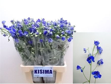 Delphinium Be Sunshine 70cm