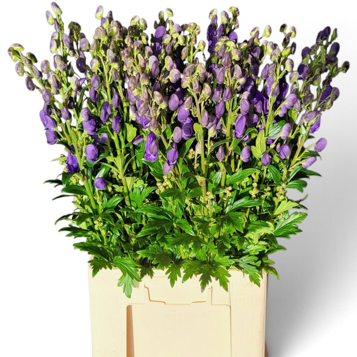 Aconitum Arensi 80cm