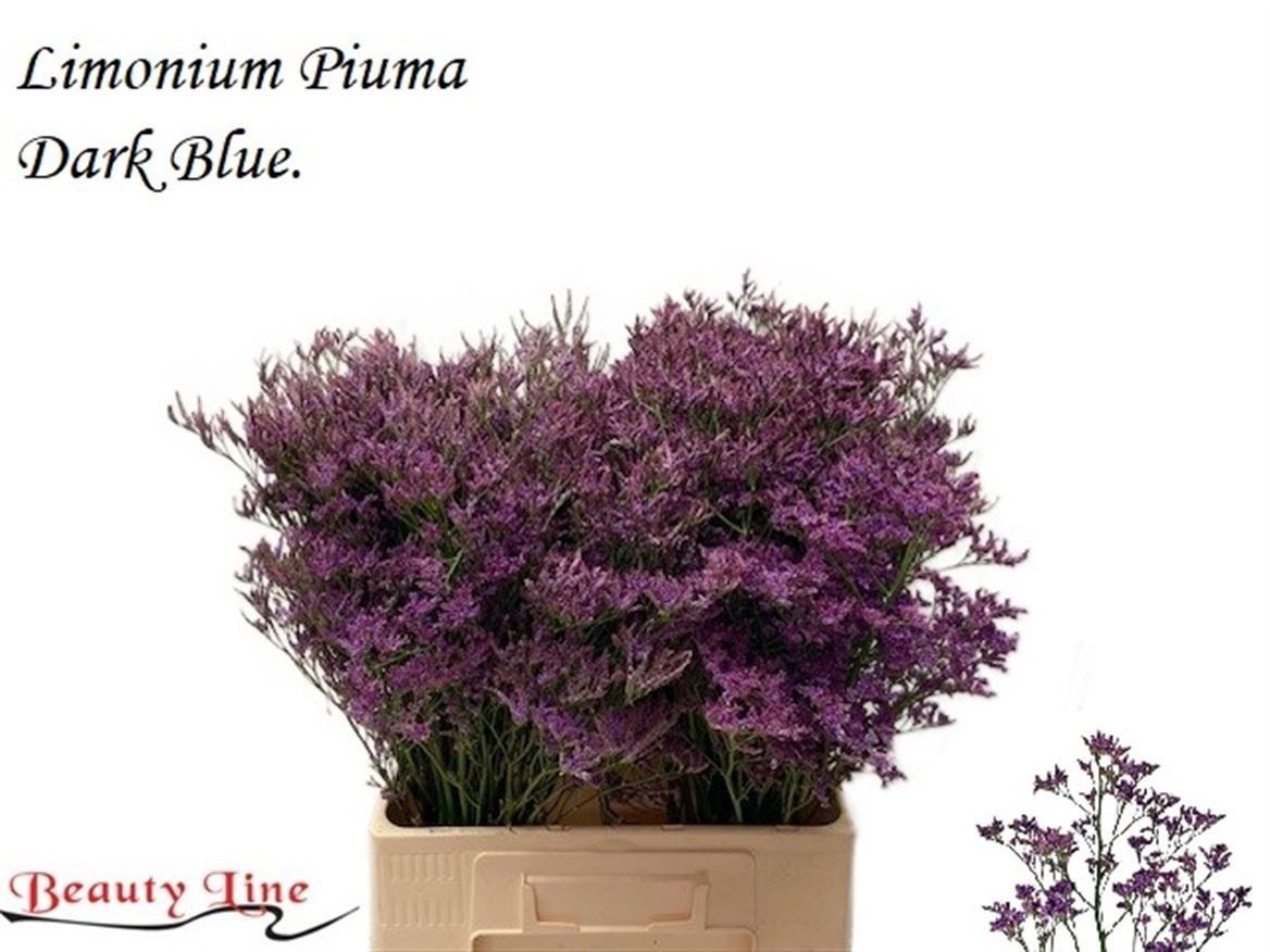 Limonium Sin Piuama Dark Blue 60cm 20gram