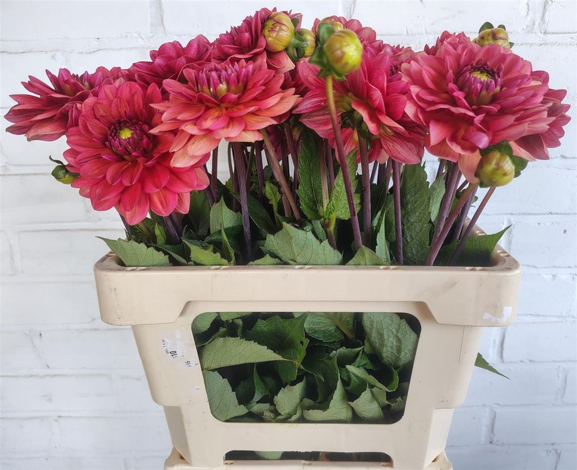 Dahlia Salmon Runner 50cm