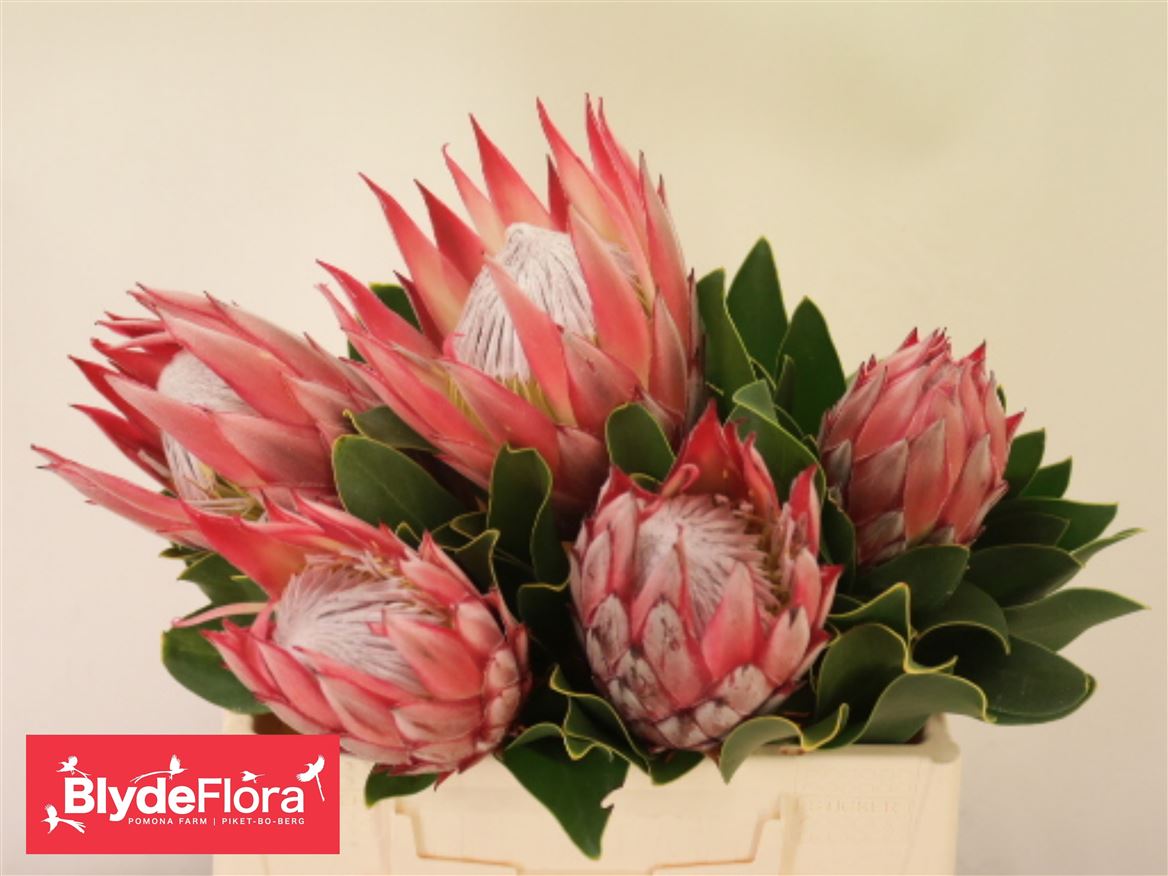 Protea Madiba 40cm
