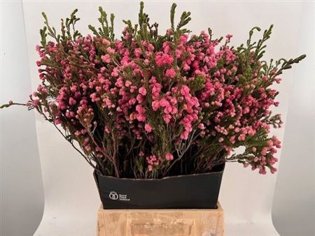 Erica 50cm