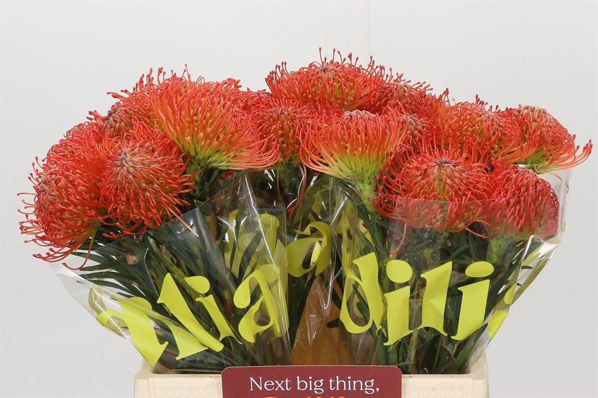 Leucospermum Succession 40cm