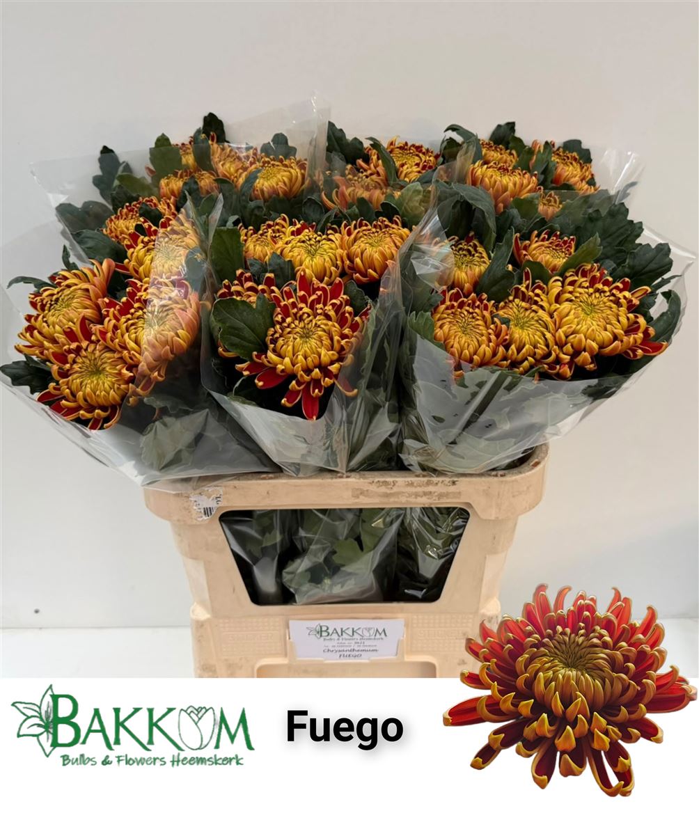 Chrys Single Fuego 80cm 110gram