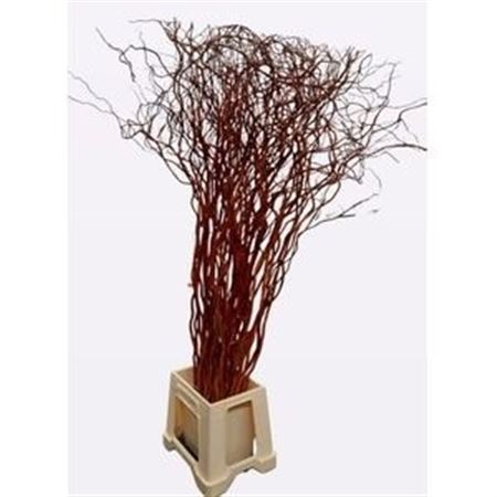 Salix Golden Curls 130cm