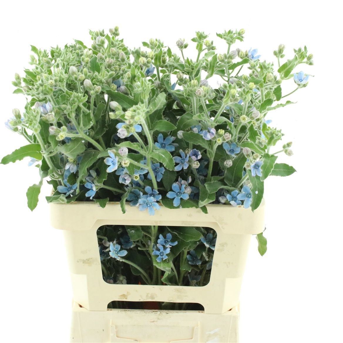 Oxypetalum Coeruleum 60cm