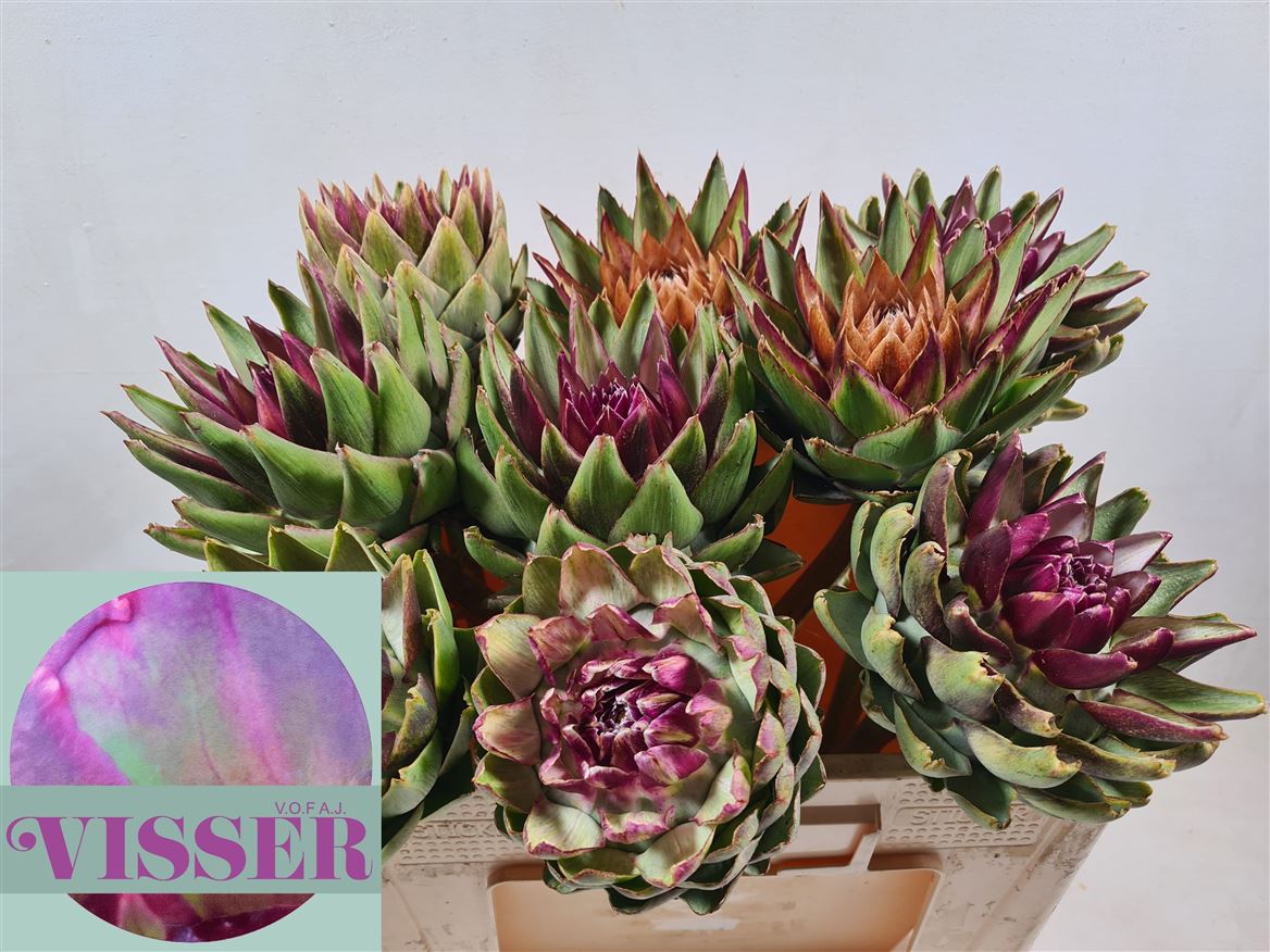 Cynara Sc Green Glob 50cm